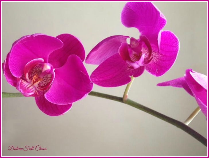 Calvin Klein Euphoria Pink Orchid Plant