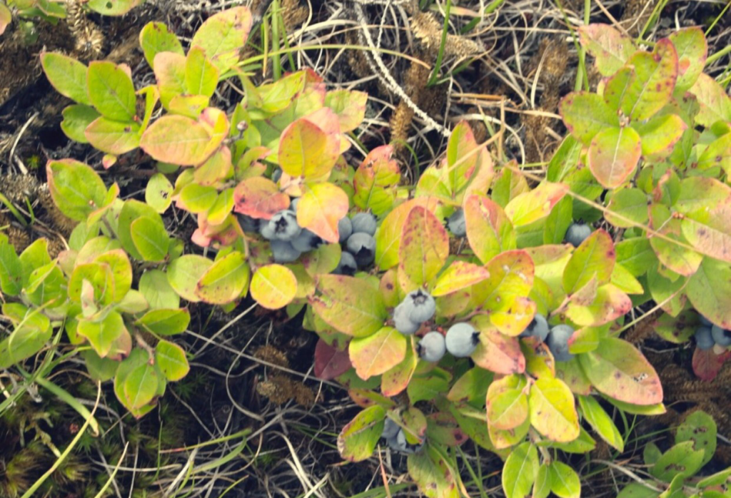 Attitash Blueberries