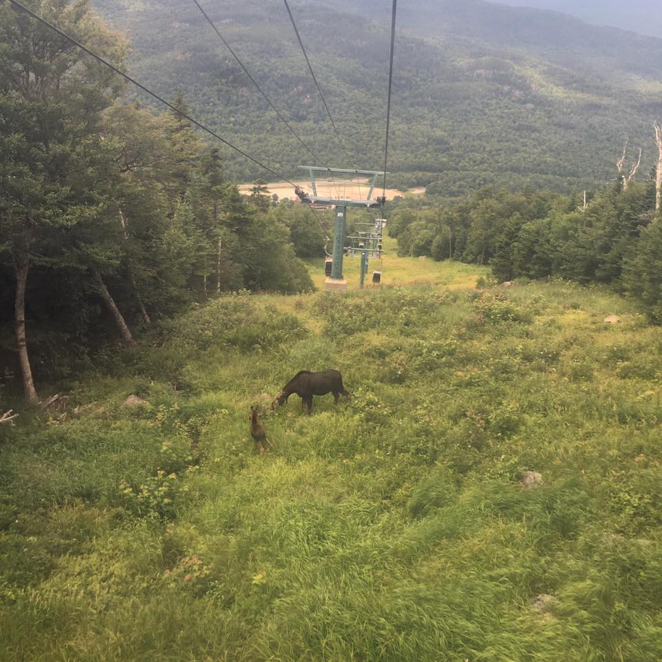 moose on wildcat mountain