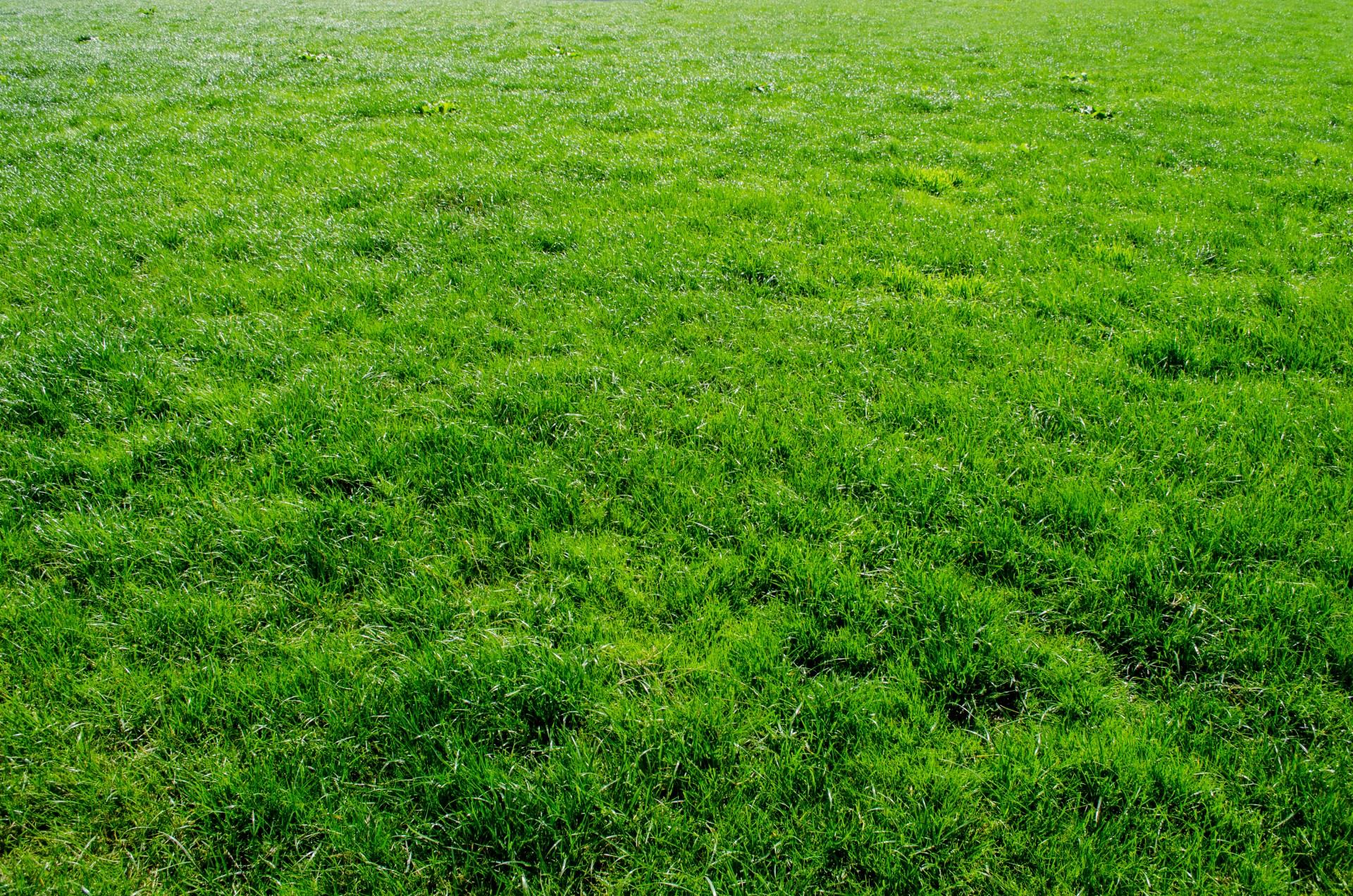 green grass 1409668389pfD