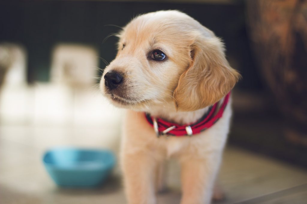 Is Your Family Ready For A Dog? 1 Is Your Family Ready For A Dog