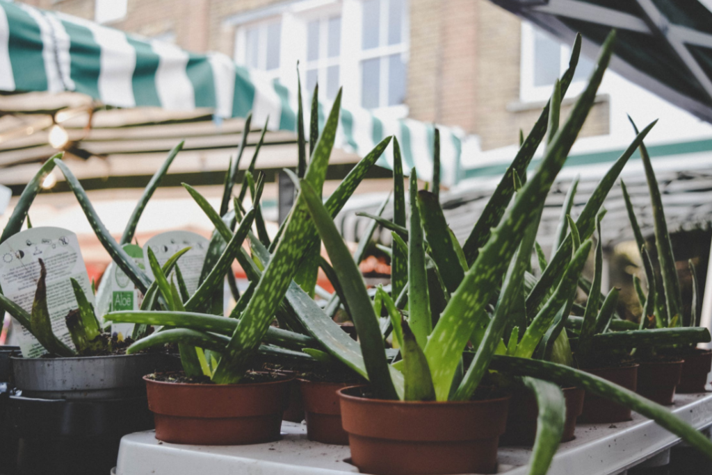 4 Homegrown Plants with Healing Properties