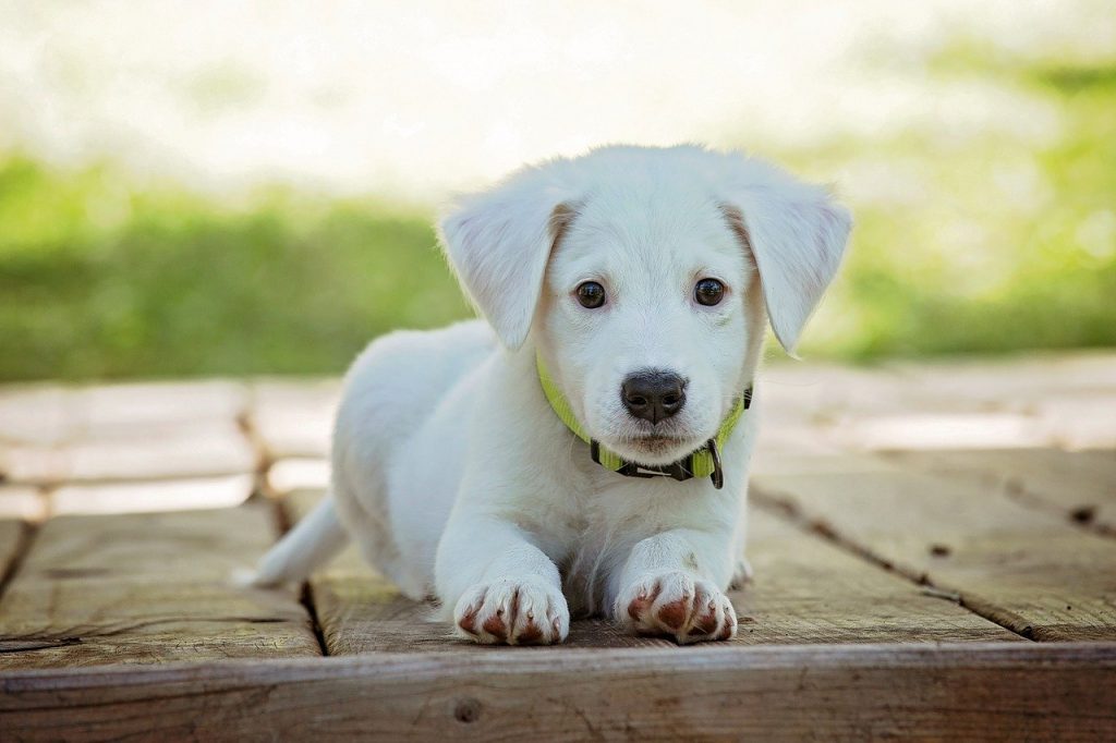 puppy 1903313 1280