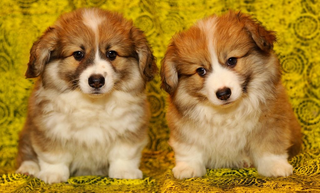 Corgi puppies
