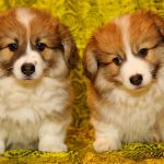 Corgi puppies