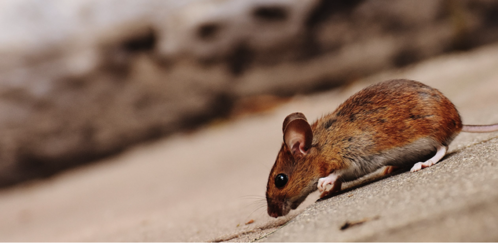 Have a Problem with Household Pests? Here's What You Should Do 1 a rat on the floor of a house.