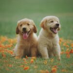 two yellow labrador retriever puppies