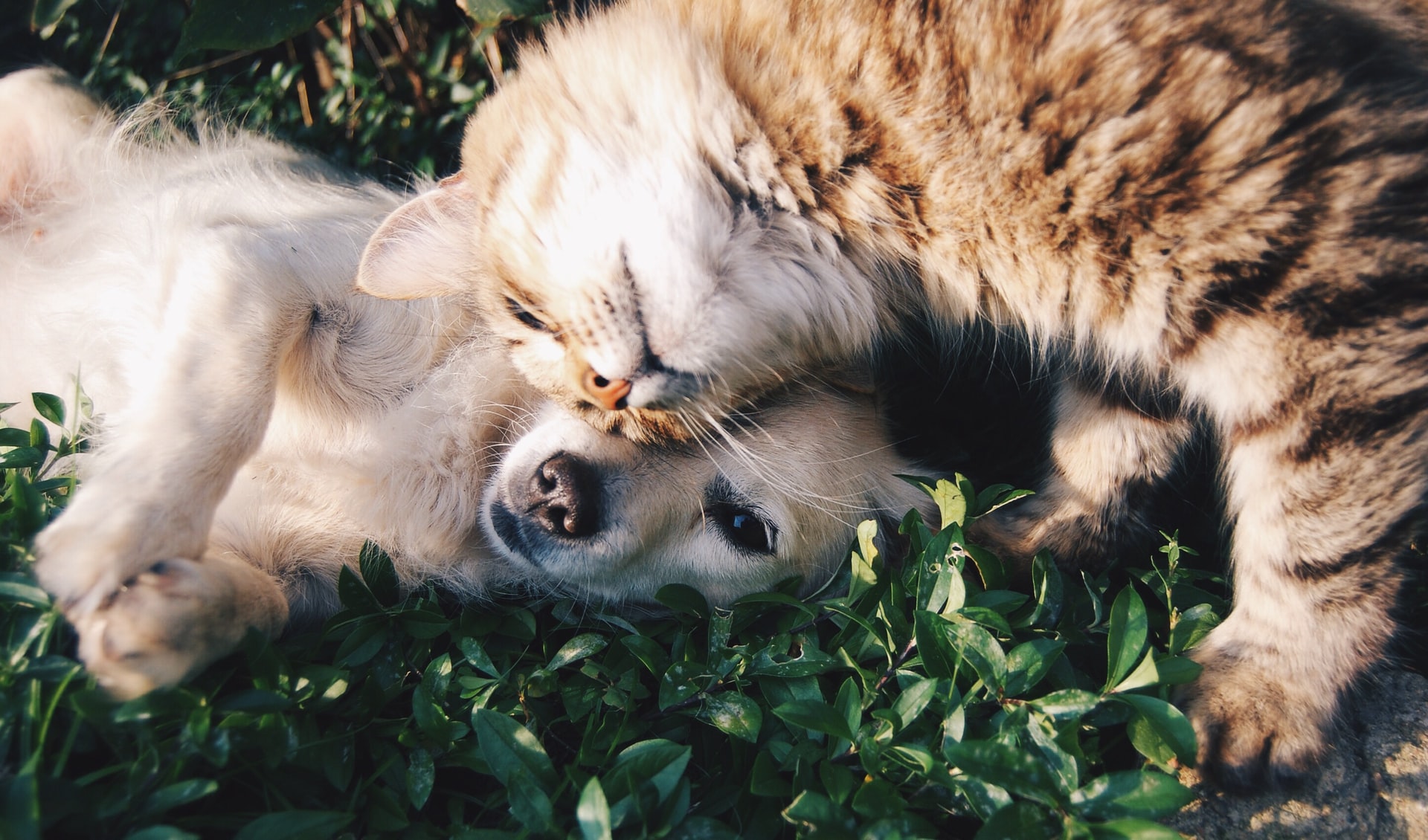 A cat and dog enjoying each other's company.