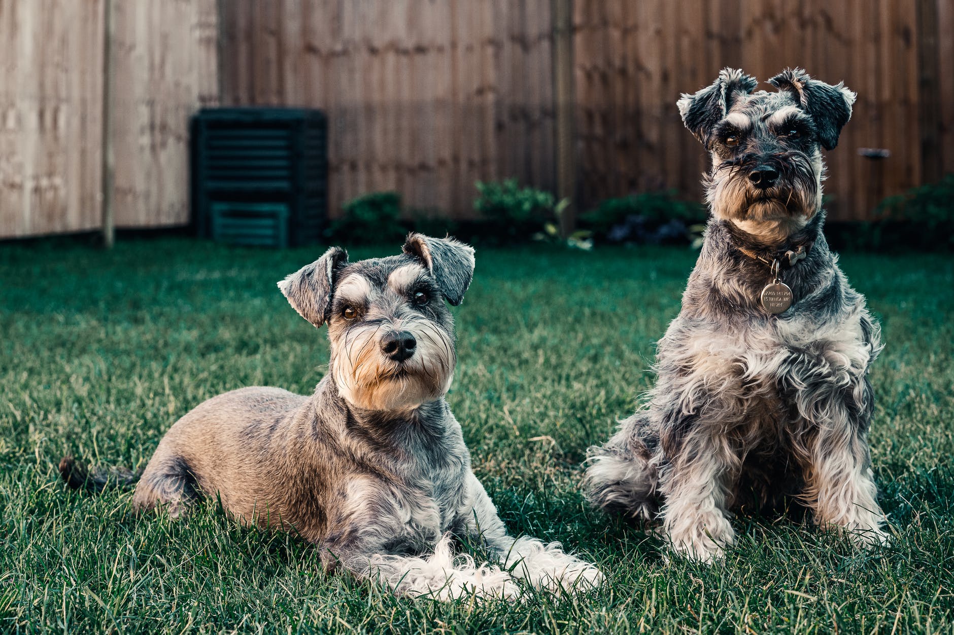 photo of dogs on grass