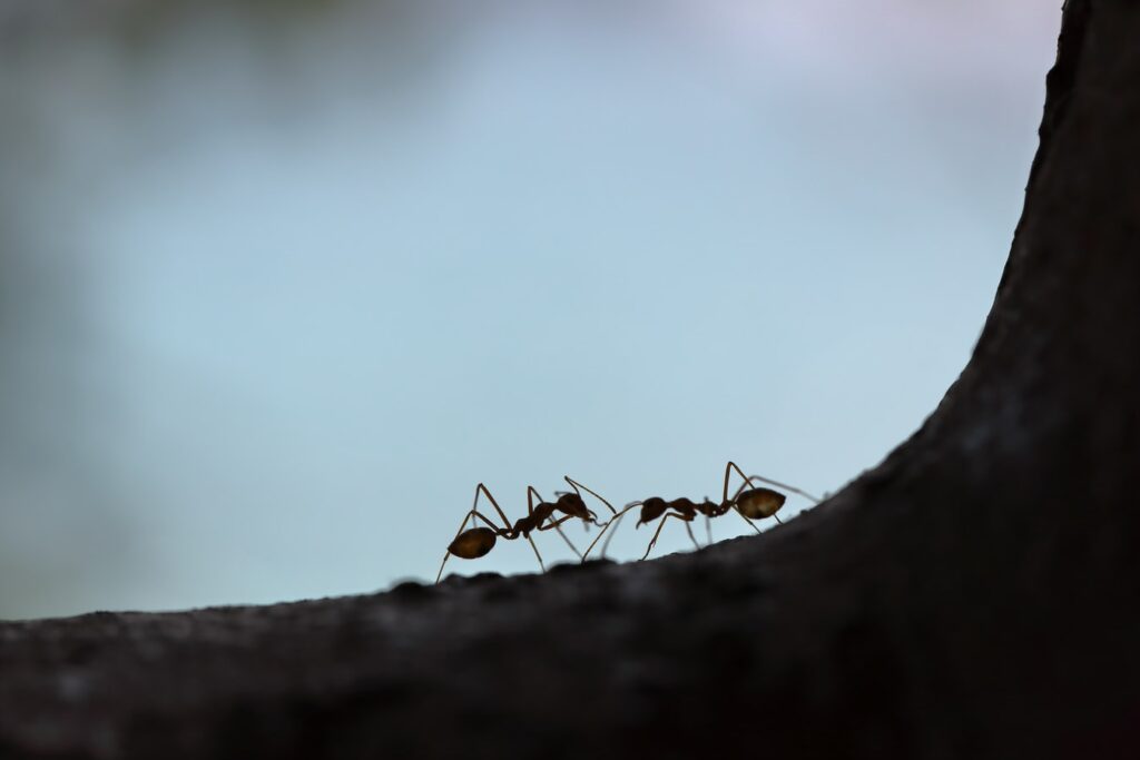 What You Can Do to Keep Pests Out of Your Home During the Summer