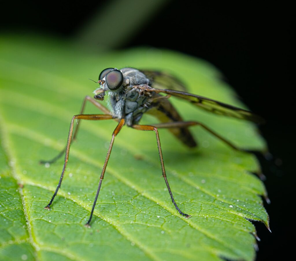 How to Keep Mosquitoes Out of Your Garden 1