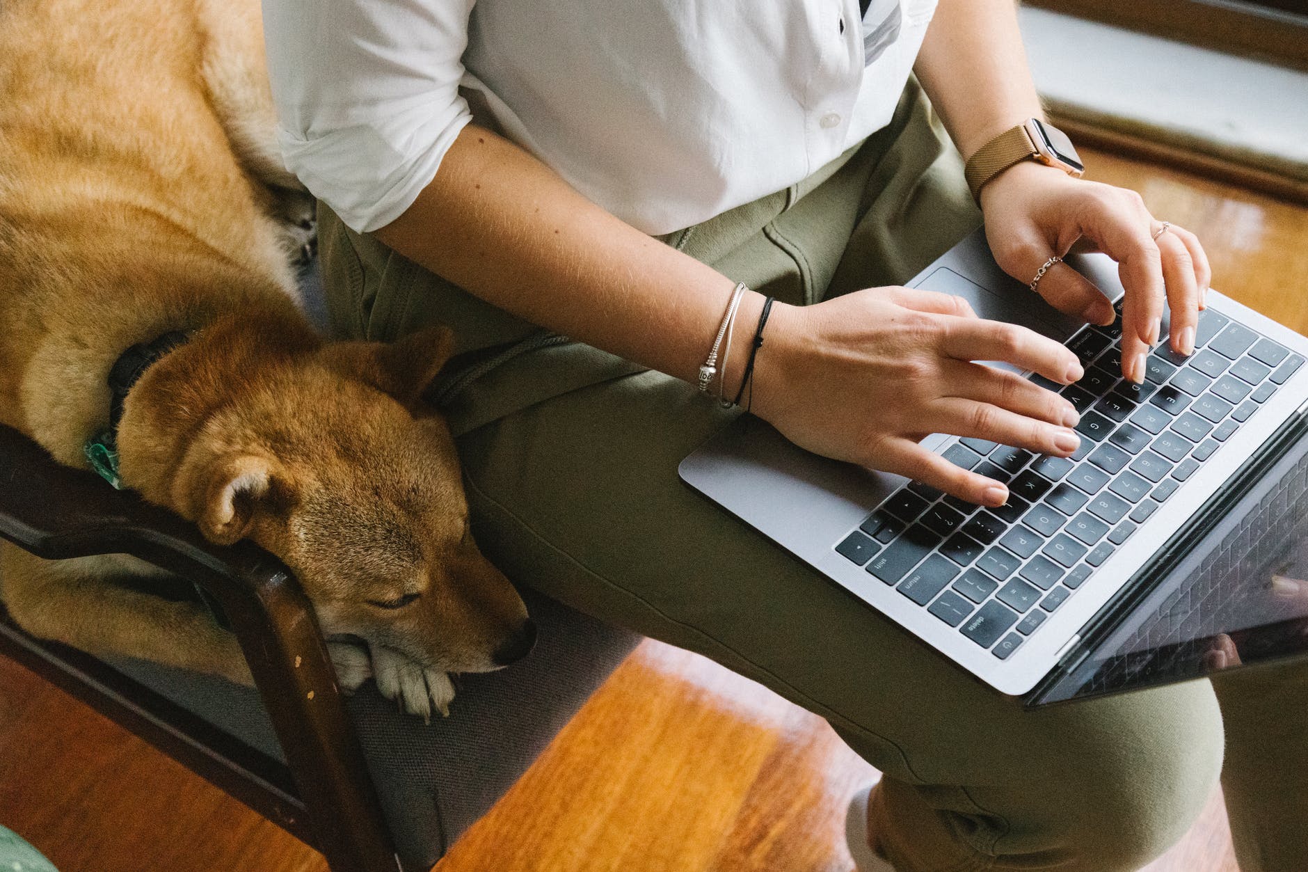 crop unrecognizable woman working on laptop near adorable dog