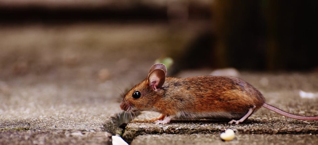 Tips to Keep Bugs and Critters Out of Your Home 1 Tips to Keep Bugs and Critters Out of Your Home 1