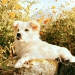 white fluffy dog among autumn flowers