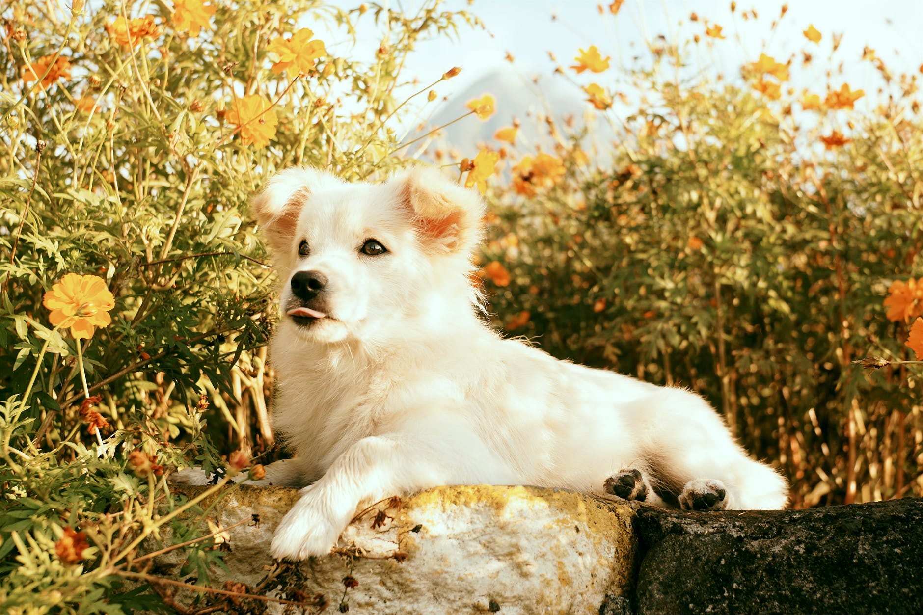 white fluffy dog among autumn flowers