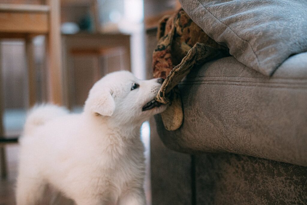 love people winter animal