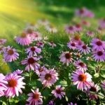 6 Great Alternatives to Fertilizer to Make Plants Bloom