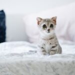 gray and white kitten on white bed