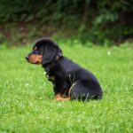black and brown rottweiler puppy