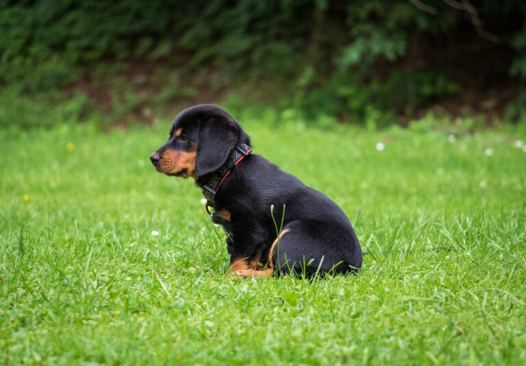 black and brown rottweiler puppy