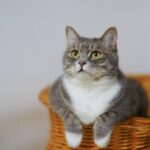 A cat sitting in a basket