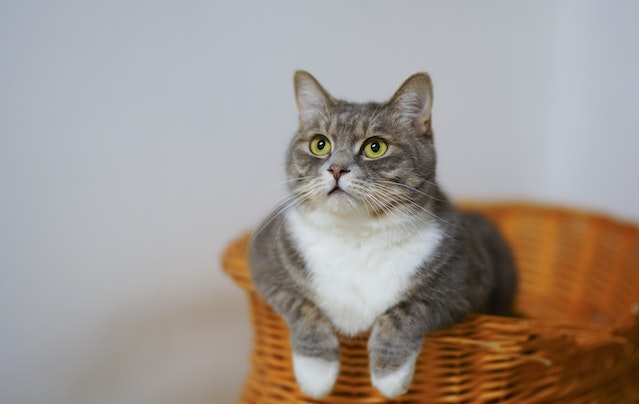 A cat sitting in a basket
