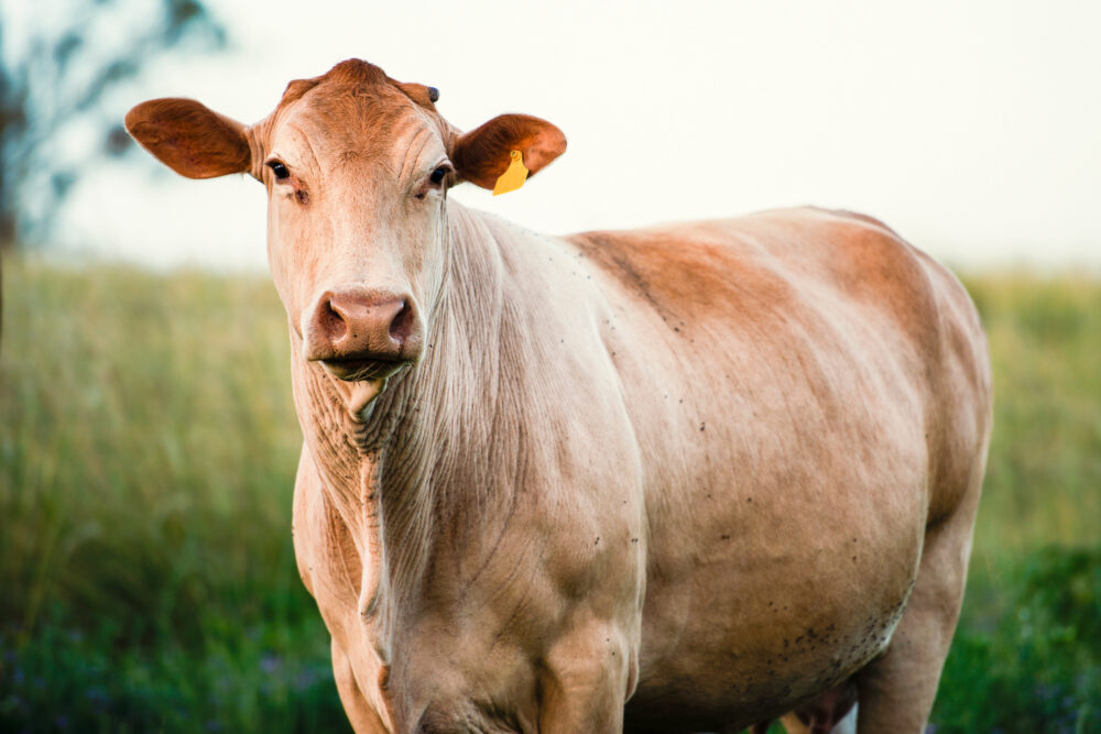Tips for the Care and Feeding of Your Cows