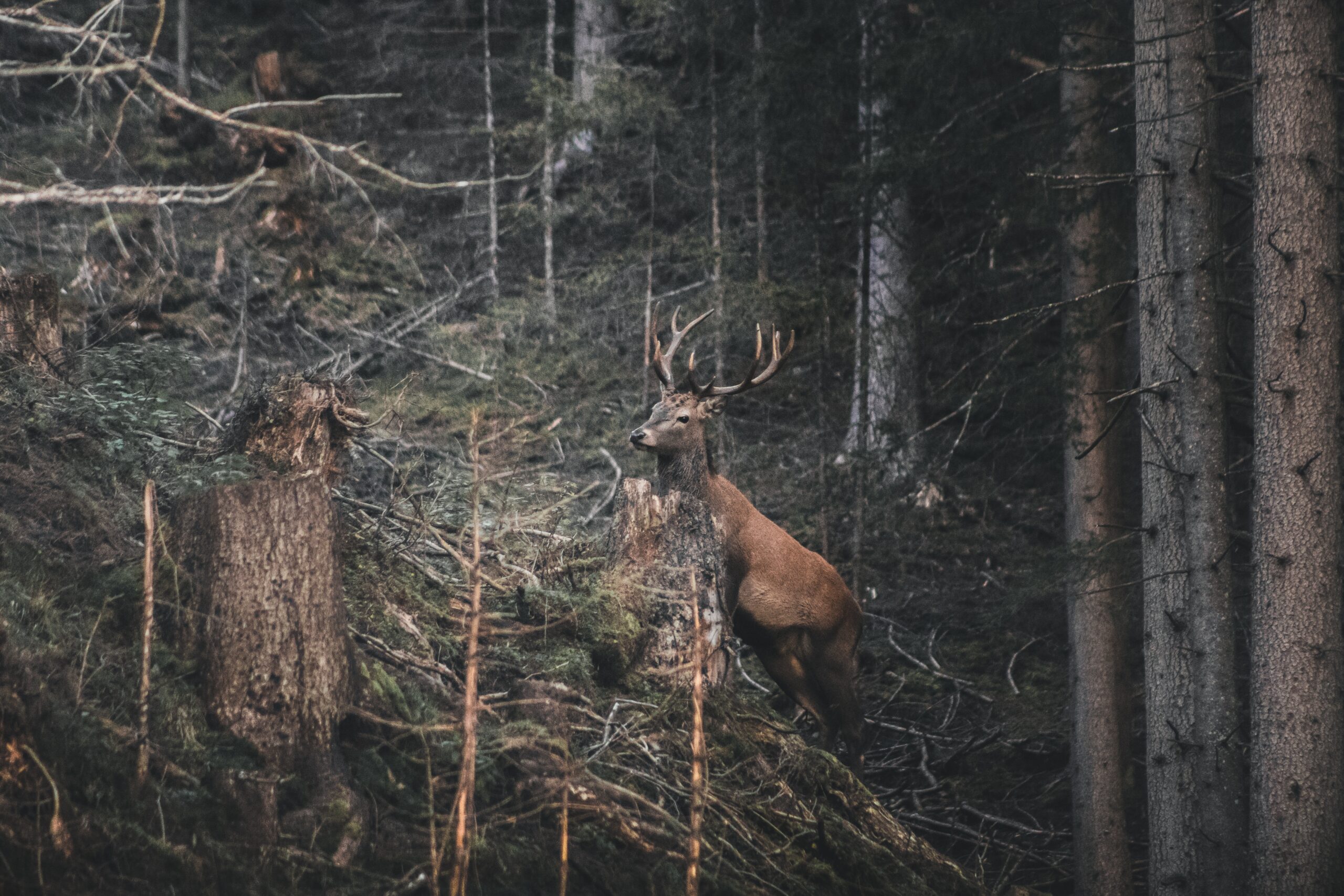 Large deer running through the forest.