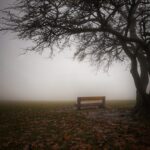 An empty bench next to a foggy tree