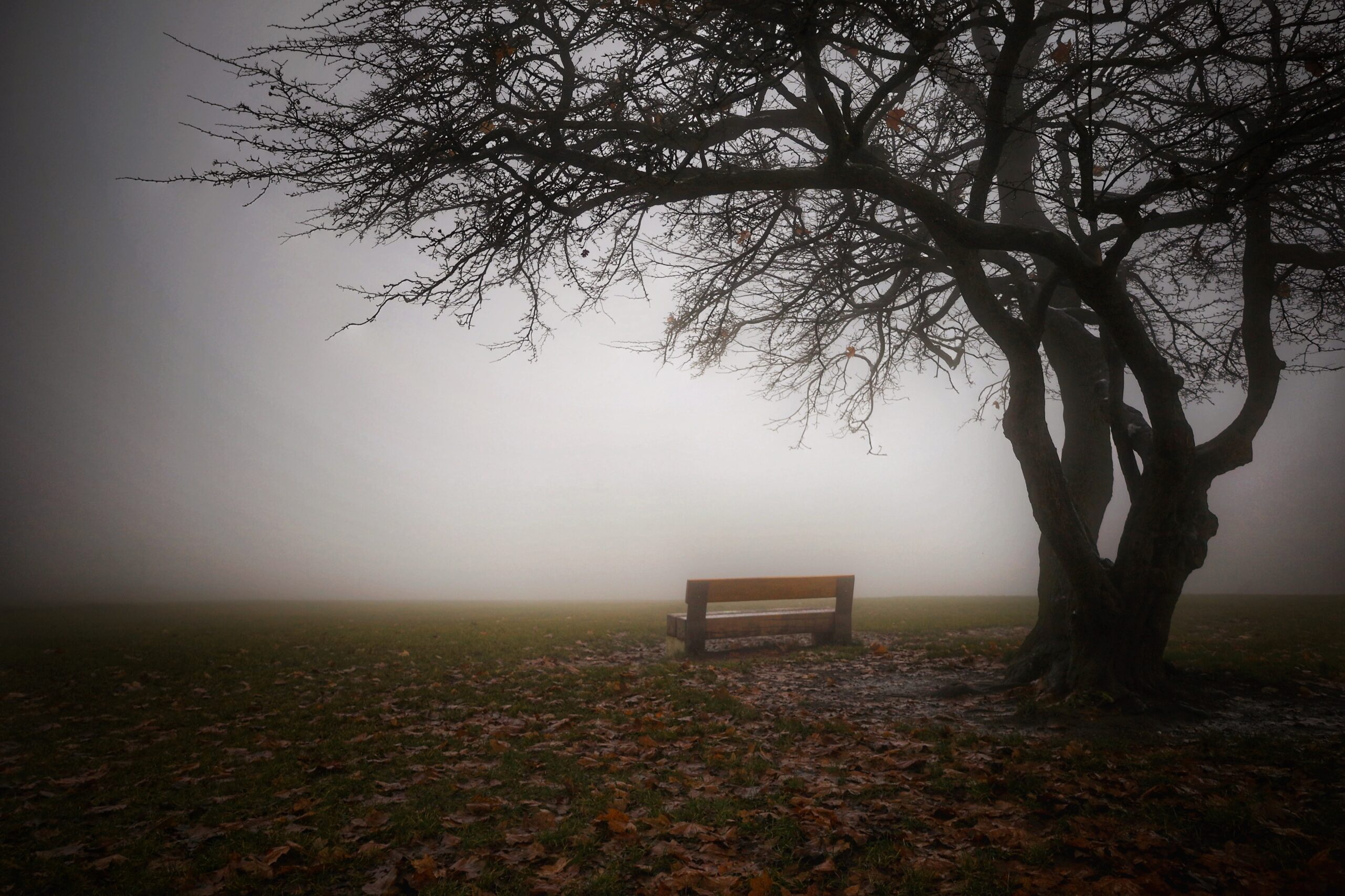 An empty bench next to a foggy tree