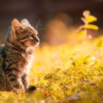 A kitten in a field