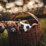 Three puppies in a basket