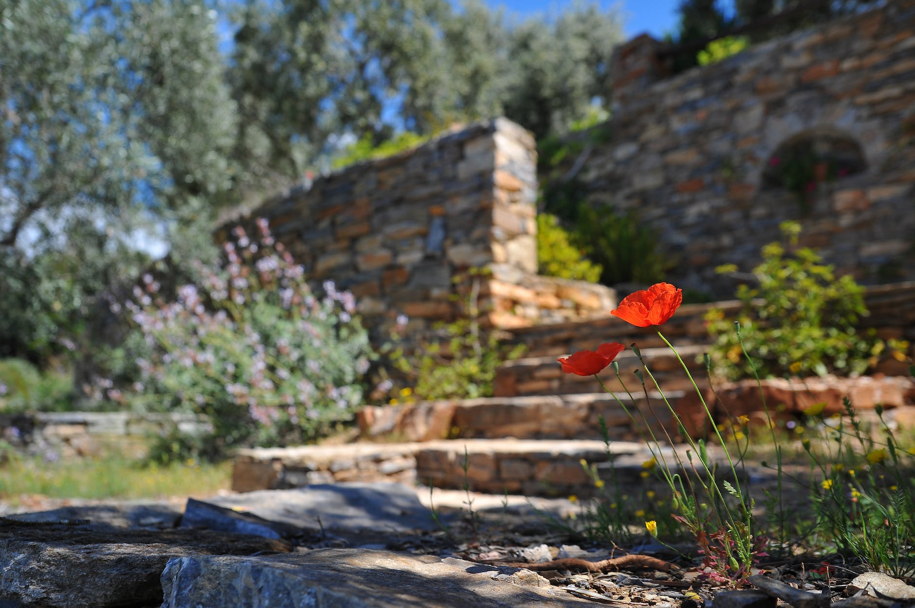 two red flowers on stairs