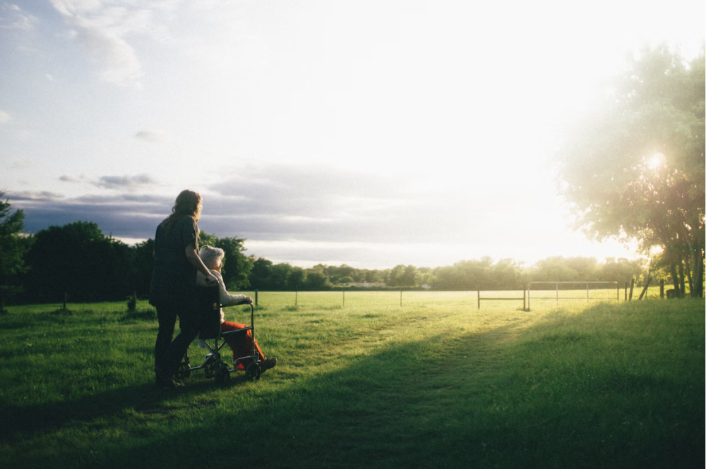 6 Options to Protect and Beautify Your Lawn 1 6 Options to Protect and Beautify Your Lawn
