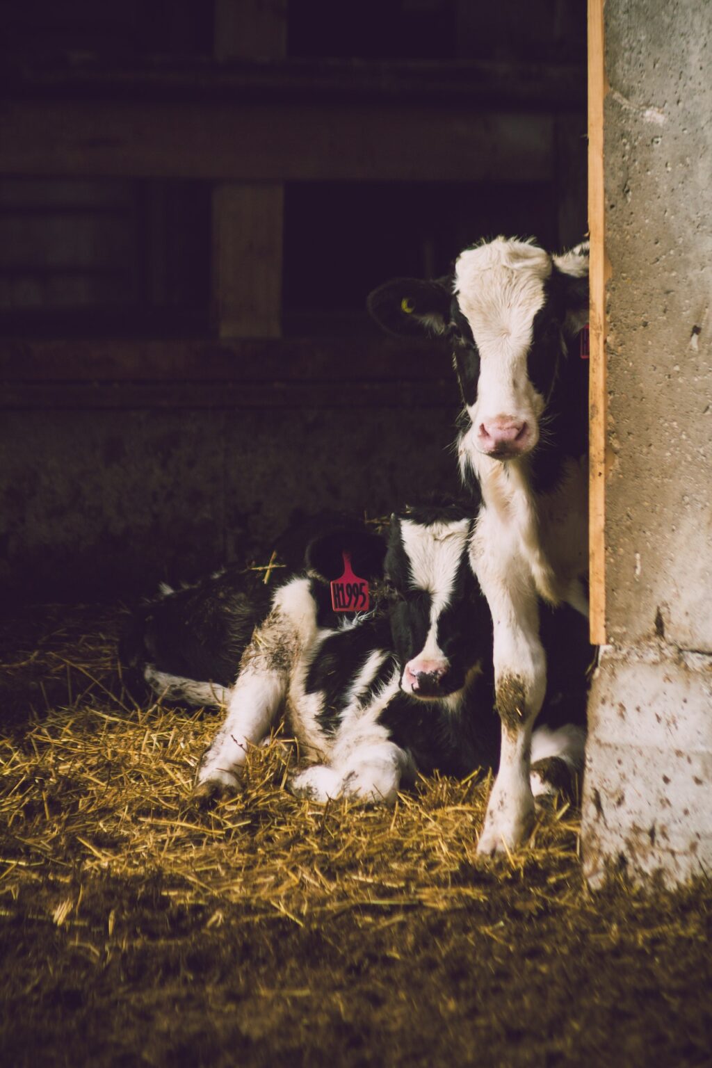 2 cows resting in a hay-filled stall.