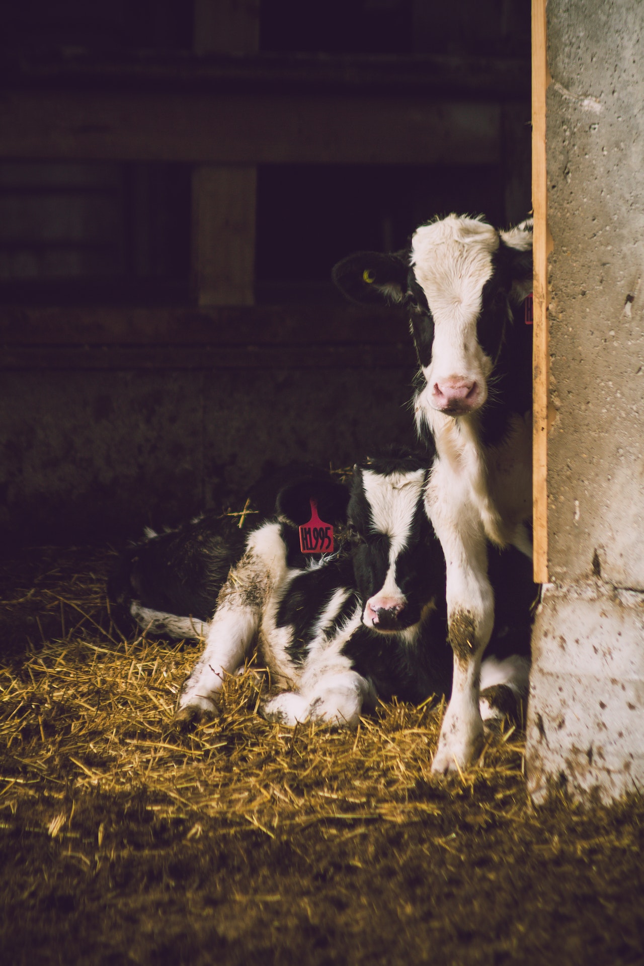 2 cows resting in a hay-filled stall.