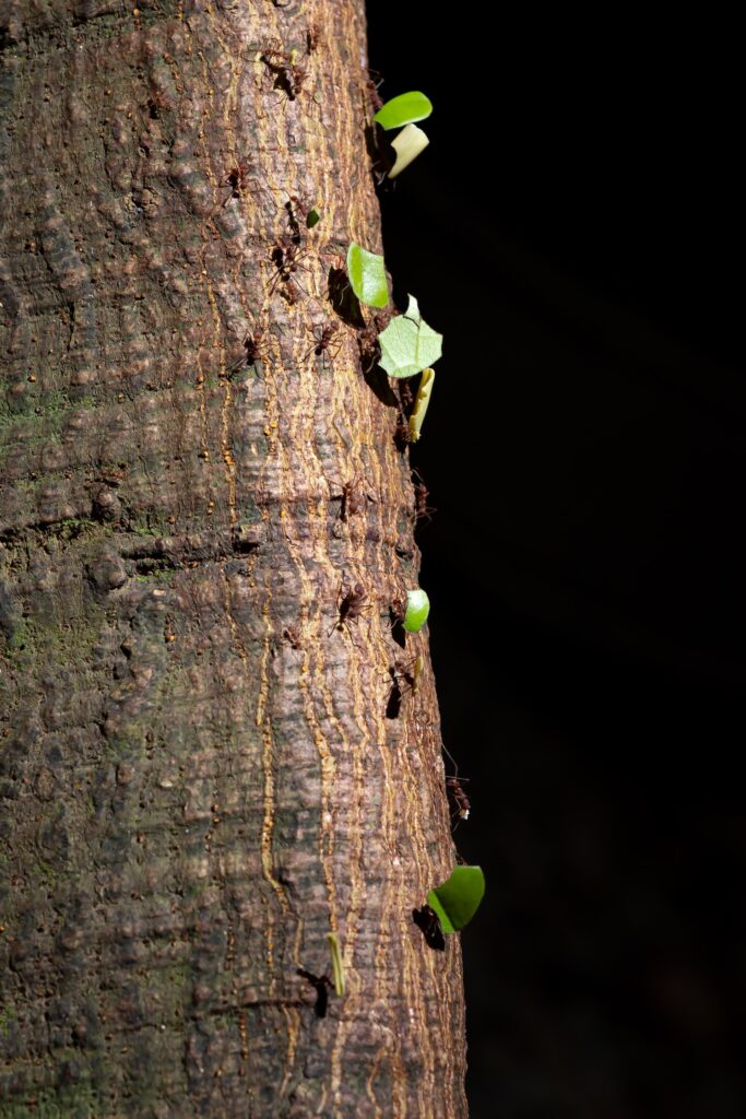 Pests to Expect When Moving to the South 1 A group of ants transporting leaves down from a tree.