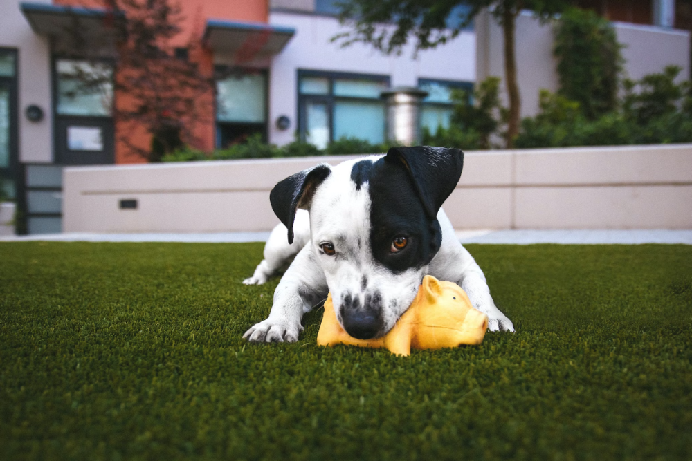 Pros and Cons of Artificial Grass Over Real Grass 1 Pros and Cons of Artificial Grass Over Real Grass