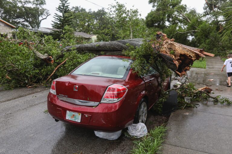 A tree having fallen on a car.