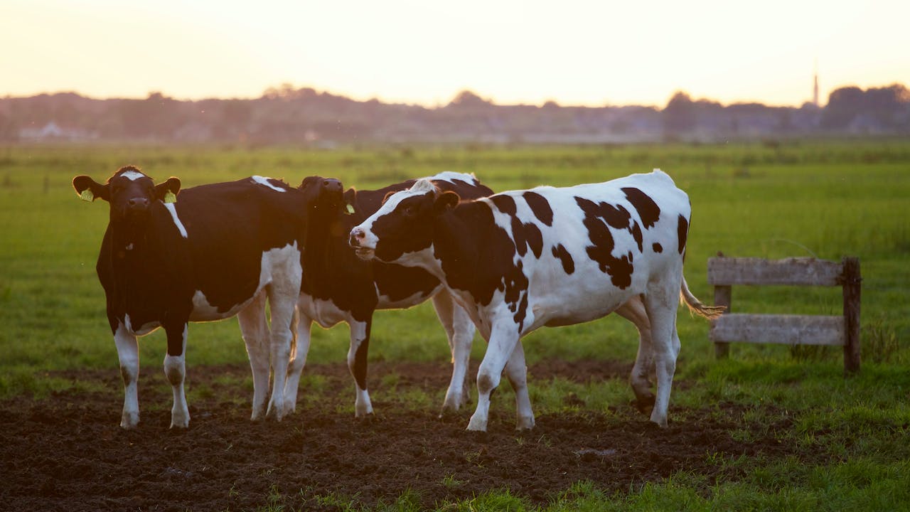 3 Cows in a mostly open field.