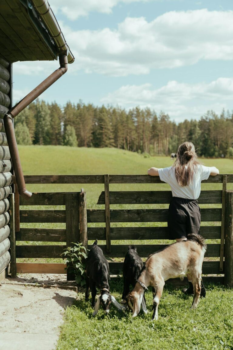 A woman leaning on a rural fence with goats chewing grass nearby