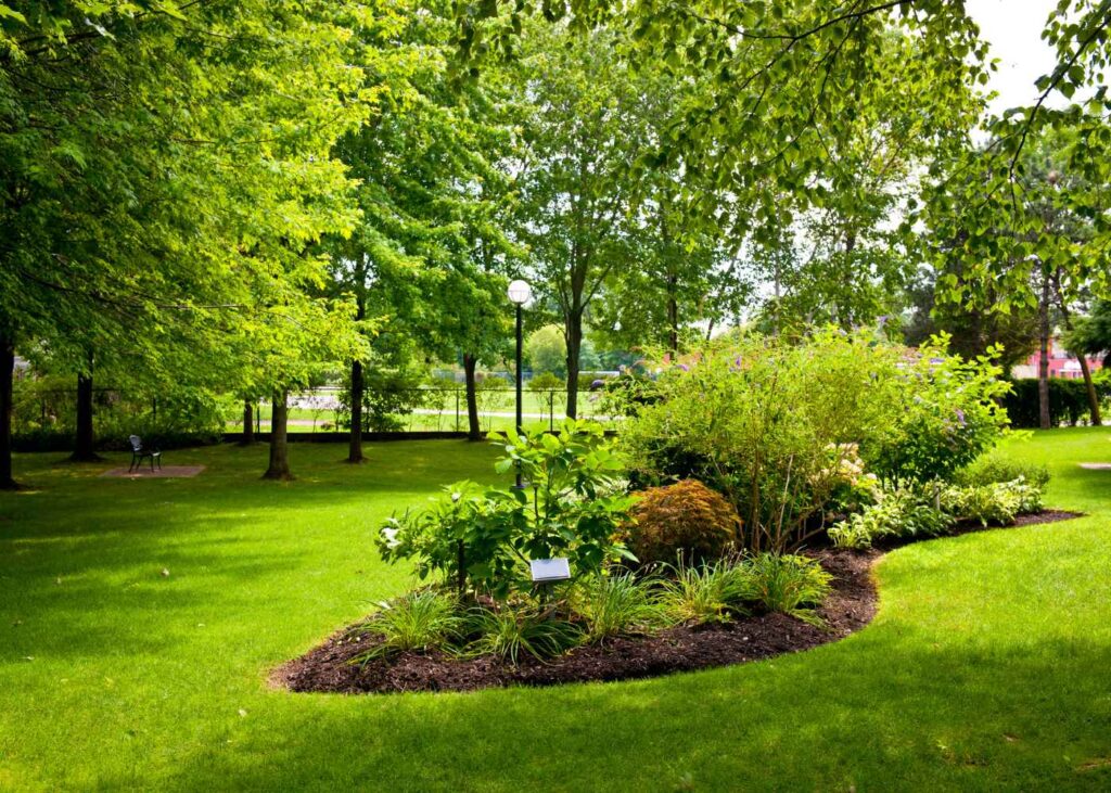 5 Essential Tips for a Thriving and Verdant Lawn