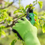 Gloved hand pruning a tree branch.