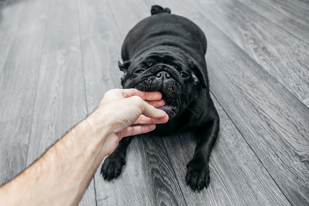 5 Steps to Take If You Have Suffered a Dog Bite