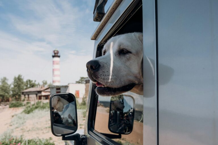 A Pet Parent’s Guide to Stress-Free Road Trips