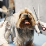 How to Choose the Right Groomer for Your Pet