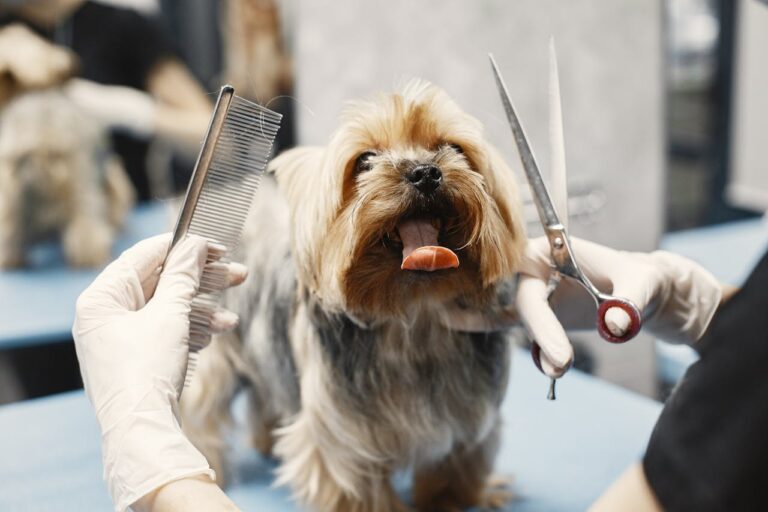 How to Choose the Right Groomer for Your Pet