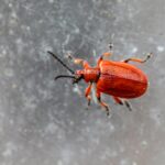 pexels-erik-karits-2093459-26607995