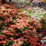 Vibrant garden bed filled with colorful flowers, layered greenery, and healthy foliage in full bloom.