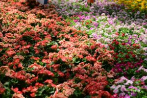 Vibrant garden bed filled with colorful flowers, layered greenery, and healthy foliage in full bloom.